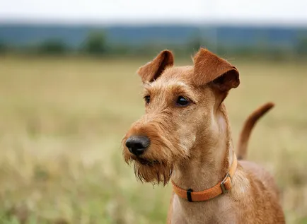 Ír terrier képek, fajta leírás, karakter, ár