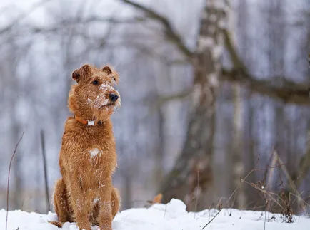 Ír terrier képek, fajta leírás, karakter, ár