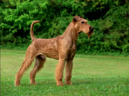 Ír terrier képek, fajta leírás, karakter, ár