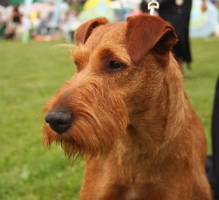 Ír terrier ír terrier fotók