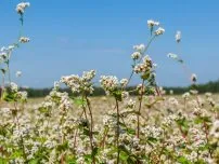 Iulie, în grădină - cum să aibă grijă de legume, grădinar (conac)