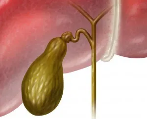 Каква е цената на размера на жлъчния мехур при възрастни