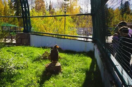 Izhevsk Állatkert felülvizsgálata fényképes és címét, jegyárak, működési mód