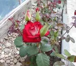 Какво рози растат добре в региона Ленинград