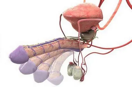 Как за лечение на мъжки стерилитет лекарства