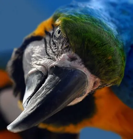 Как да научим папагала да говори