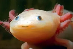 Axolotl tartalom, karbantartás és a reprodukció az otthoni