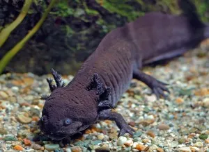 Axolotl tartalom, karbantartás és a reprodukció az otthoni