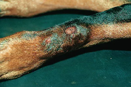 Acralis dermatitis származó nyalás, állatorvos