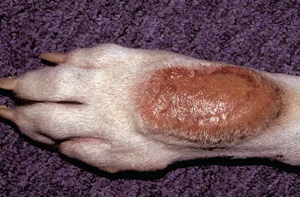 Acralis dermatitis származó nyalás, állatorvos