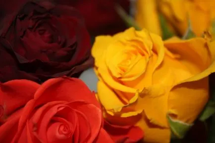 Alkalmazkodás szoba rózsák, hogyan kell tartani házsártos virág egy bankot