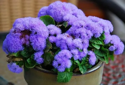 Ageratum (55 fotó) fajok ültetése és termesztése jellemzői