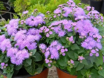 Ageratum (55 fotografii) specii, caracteristici de plantare și cultivare