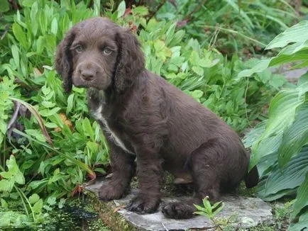 Care este diferența dintre spaniel-ul american și britanic