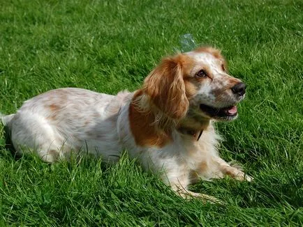 Care este diferența dintre spaniel-ul american și britanic