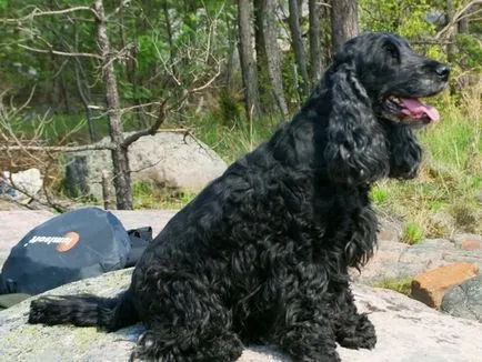 Care este diferența dintre spaniel-ul american și britanic