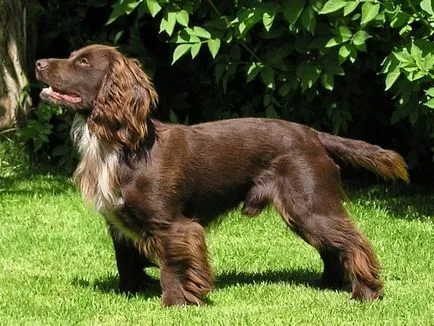 Care este diferența dintre spaniel-ul american și britanic