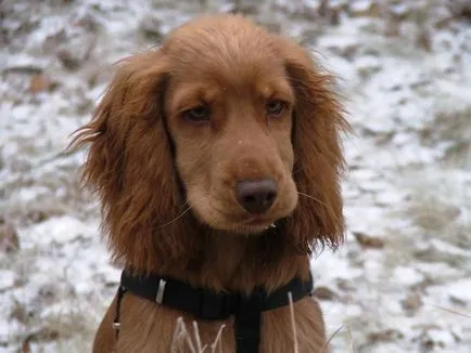 Care este diferența dintre spaniel-ul american și britanic