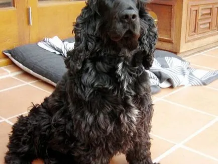 Care este diferența dintre spaniel-ul american și britanic