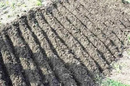 Cum se obține o recoltă timpurie de plantare ceapa in toamna