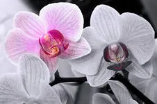 Hogyan növekszik orchideák - Salon virág „Sakura ág”