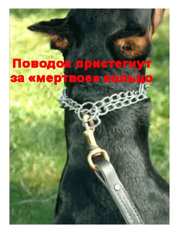 Как да се прилага строг нашийник (Ed Frauli) profidog