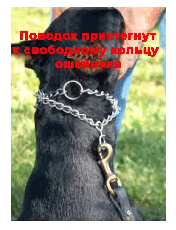 Как да се прилага строг нашийник (Ed Frauli) profidog