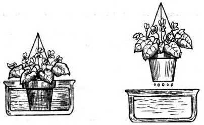 Как да поливам растенията, как да се налее вода, и как да се пръска стайни растения