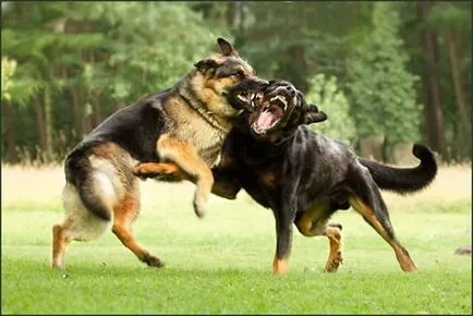 Cum de a separa câini de luptă