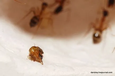 Как да се изгради мравуняк у дома