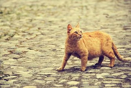 Hogyan veszítsünk el a macskákat találtak haza, macska, macskák és kiscicák - egér sem!