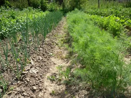 Cum de a face un pat din placi de la cabana în grădină și seră, în primăvara și toamna pentru castraveți, roșii,