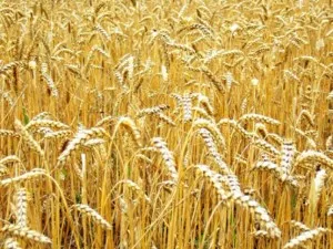 Как да изберем пшеница кълняемост, изграждане на портал