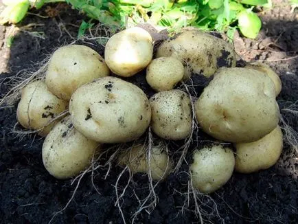 Ca într-o seră pentru a crește cartof tehnologia de cultivare de cartofi timpurii (atunci când doriți să planteze,