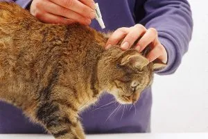 Csepp bolhák macskák közül lehet választani, és hogyan kell használni a