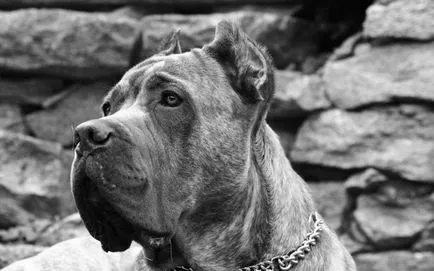 Cane corso - garda italian, a poruncit respect