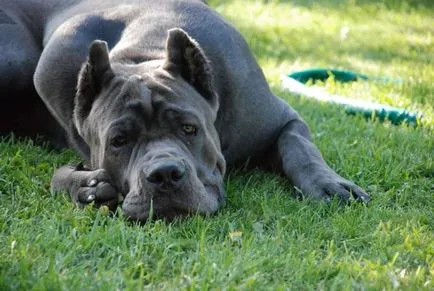 Cane corso - garda italian, a poruncit respect