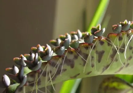 Kalanchoe készítmény, gyógyszer tulajdonságait, felhasználásra kozmetológiai