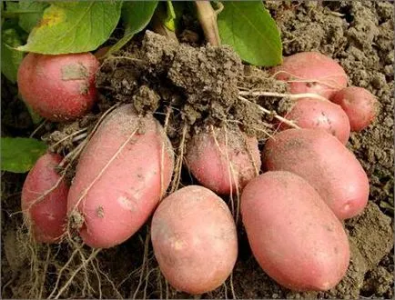 Сортове картофи Bellarosa описание със снимки, характеристики и мнения