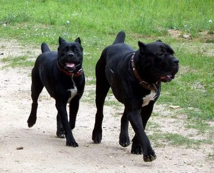 Cane corso - garda italian, a poruncit respect