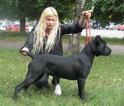 Cane corso - garda italian, a poruncit respect