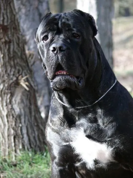 Cane corso - garda italian, a poruncit respect