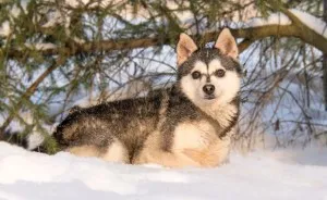 Angol bulldog - a fotó, leírás kölykök (ár és hol lehet megvásárolni), „hogy mancs”