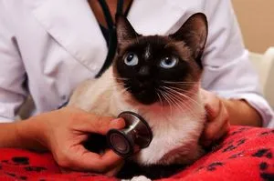 Астмата в котки симптоми и лечение на опасни заболявания