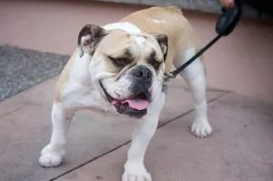 Engleză Bulldog - o fotografie, descriere pui rasa (preț și în cazul în care pentru a cumpăra), „da laba“