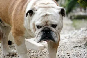 Engleză Bulldog - o fotografie, descriere pui rasa (preț și în cazul în care pentru a cumpăra), „da laba“