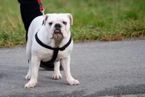 Engleză Bulldog - o fotografie, descriere pui rasa (preț și în cazul în care pentru a cumpăra), „da laba“