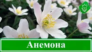 Anemone plantare crenelat și de îngrijire, specii, fotografii