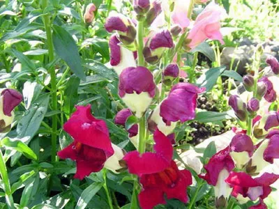 Antirrhinum (кученце) описание на размножаване и отглеждане - цветя Енциклопедия