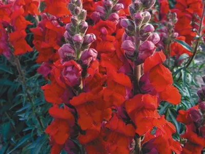 Antirrhinum (кученце) описание на размножаване и отглеждане - цветя Енциклопедия